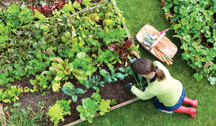 Gardening tips6